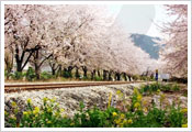 Jinhae Gunhangje Festival