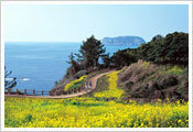 Jeju Canola Flower Festival 