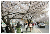 Yeouido Spring Flower Festival 