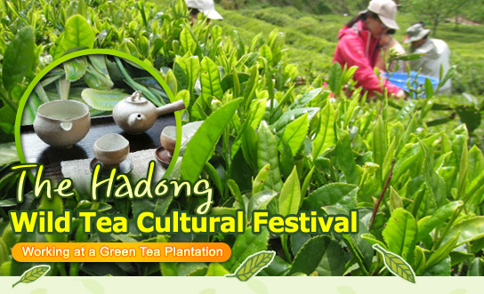 The Hadong Wild Tea Cultural Festival: Working at a Green Tea Plantation