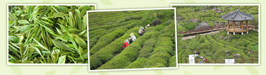The Hadong Wild Tea Cultural Festival: Working at a Green Tea Plantation