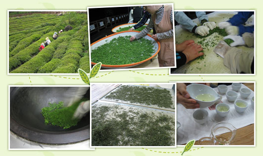 The Hadong Wild Tea Cultural Festival: Working at a Green Tea Plantation