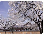 Kyunghee University's Cherry Blossom Road