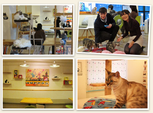 Visiting Tom's Cat Cafe in Seoul