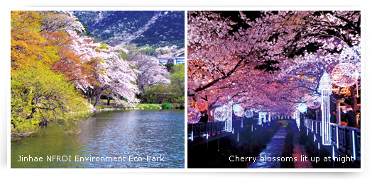 Jinhae NFRDI Environment Eco-Park/Cherry blossoms lit up at night