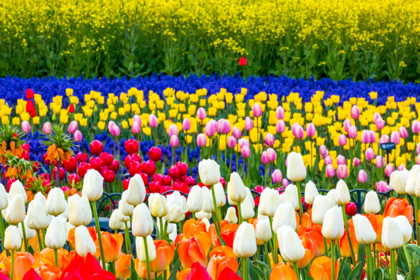 图片) 爱宝乐园郁金香节