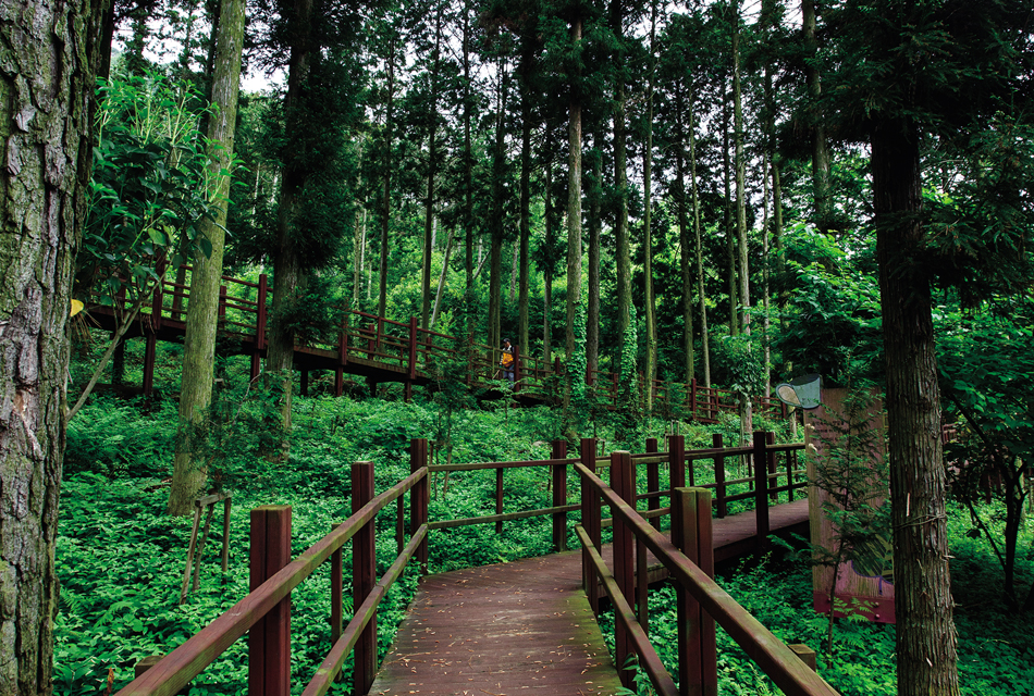 Jeongnamjin Cypress Forest Woodland image 1
