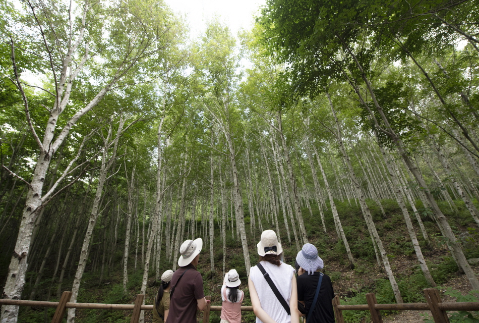 National Center for Forest Therapy, Gimcheon image 2
