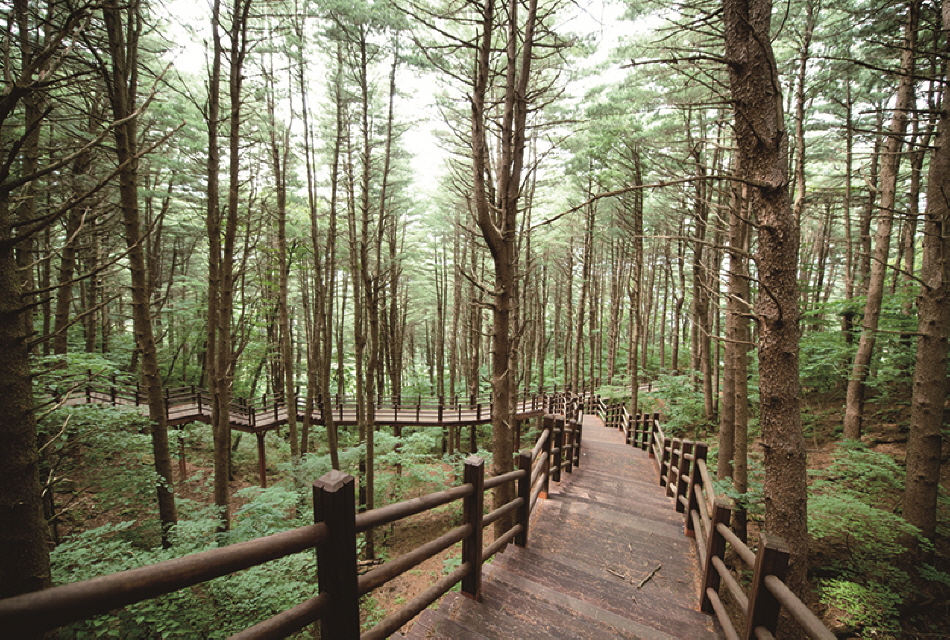 National Center for Forest Therapy, Gimcheon image 3