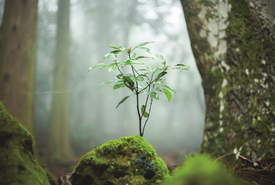 Seogwipo Healing Forest image 4