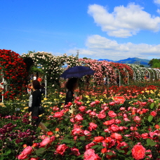Scent of Roses Fills Gokseong International Rose Festival