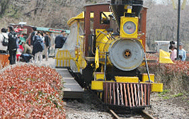 에코랜드 테마파크의 곶자왈을 수제작한 노란색 링컨 기차