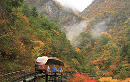 가을 단풍산을 배경으로 철길을 따라 관광열차가 지나가는 삼척 대이리 동굴지대