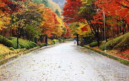 가을 단풍이 아름다운 청주 청남대 산책로