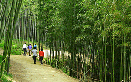 담양 죽녹원 산책로를 따라 등산하는 사람들