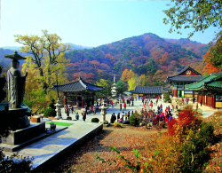 [하나강산]용문사,양평장~슬로푸드체험 당일여행