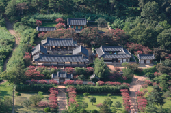 베롱꽃 피는 병산서원