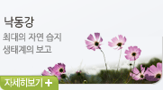 낙동강