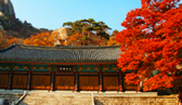 2008 단풍특집_단풍, 가을路 그 붉은 마음 보내오다