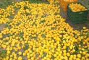 Té de cidra “yujacha”