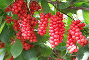 Té de Schisandra chinensis “omijacha”
