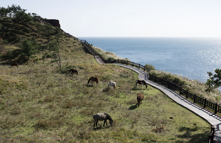 바다가 보이는 언덕 길에서 한가로이 풀을 먹고 있는 말 여러 마리