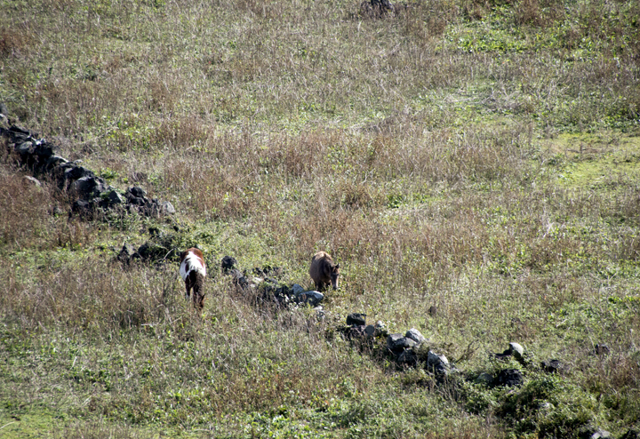 넓은 들판에서 풀을 뜯어 먹는 말 두마리