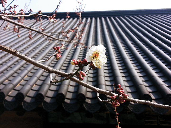 한옥지붕이 보이는 집 앞, 매화나무에 핀 매화 꽃 한송이