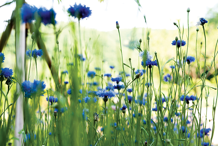 들판에 피어난 파란색 꽃들