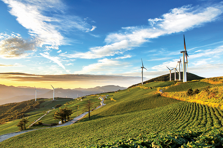 배추들로 가득한 초록빛 언덕, 정상에 우뚝 선 풍력발전기가 어우러진 풍경