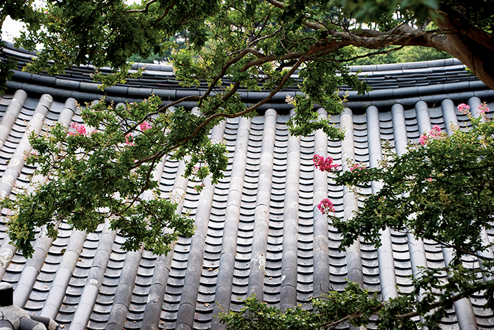 선교장 안채, 기와지붕 위로 핀 분홍 꽃나무