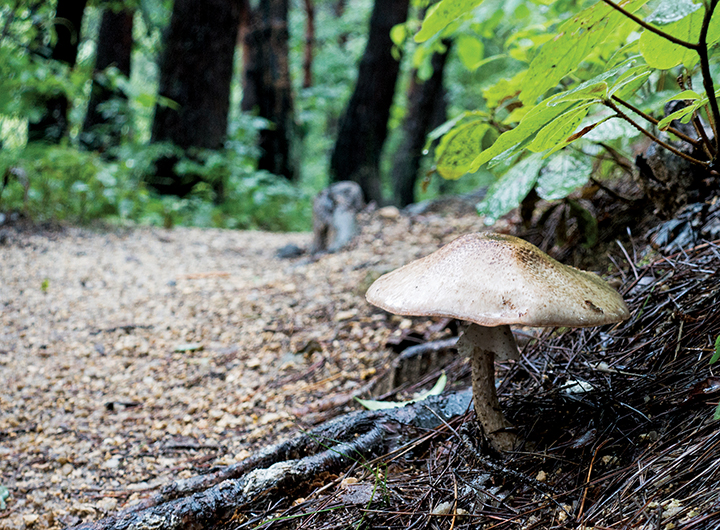 설악산자생식물원 산책로에 자라난 커다란 버섯