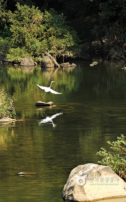 섬진강 상류의 고요한 강변에서 중백로가 날아오르고 있다
