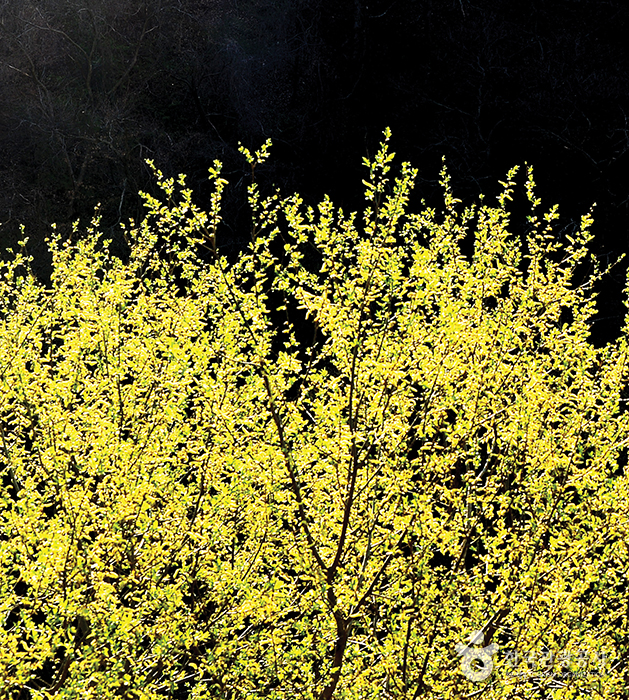연두보다 노랑에 가까운 여린 새잎이 꽃보다 화려하다