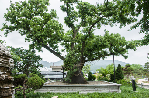 경주 충의당 회화나무