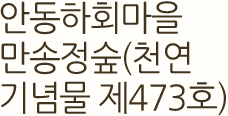 안동하회마을 만송정숲(천연기념물 제473호)