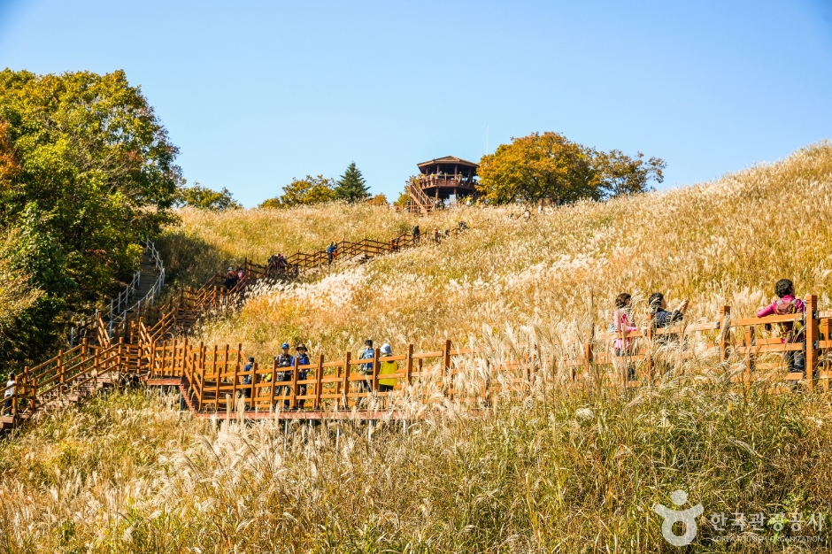 명성산억새밭