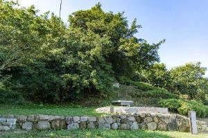 강진 삼인리 비자나무