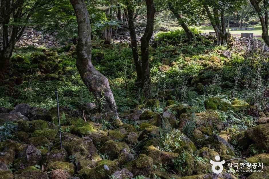 제주_이끼숲소길 (3).jpg