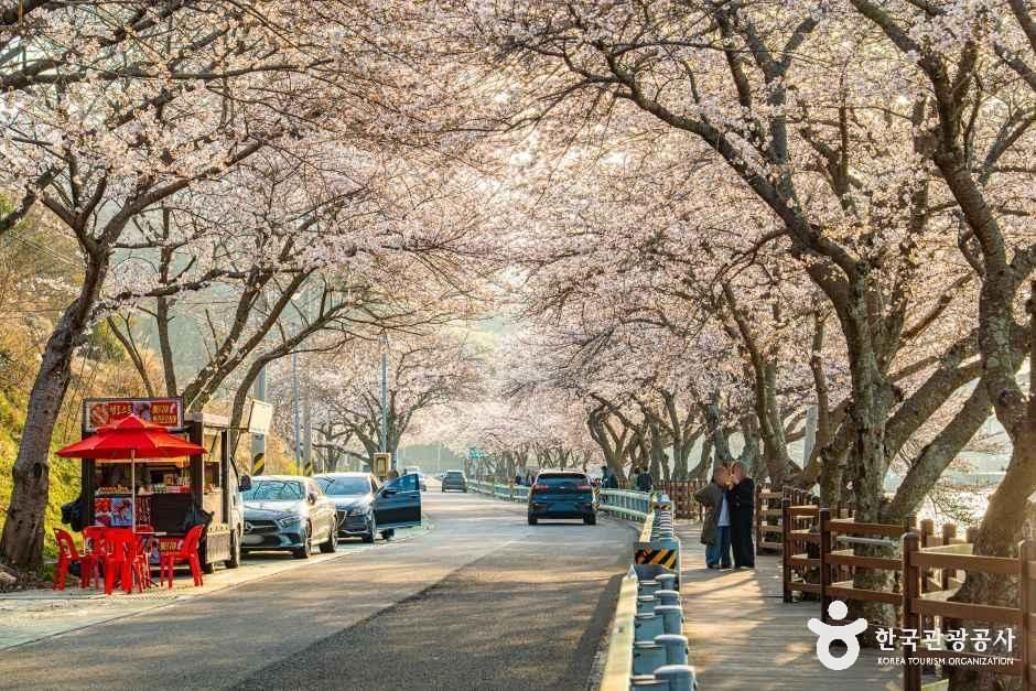 王池樱花路
