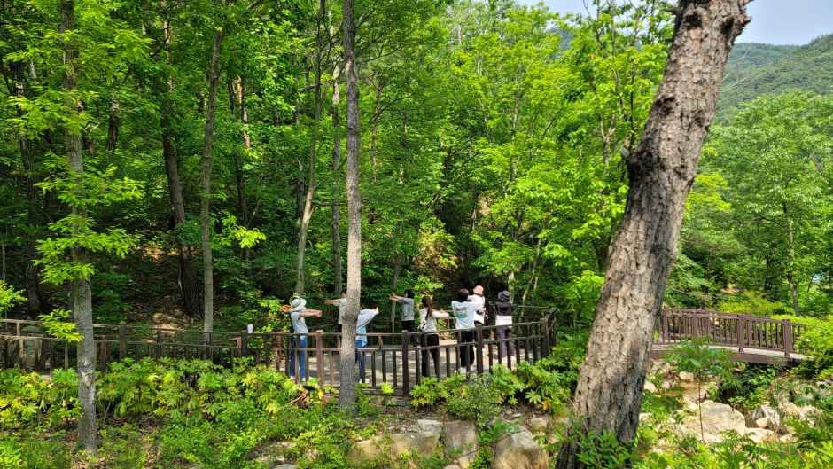 Busan Healing Forest