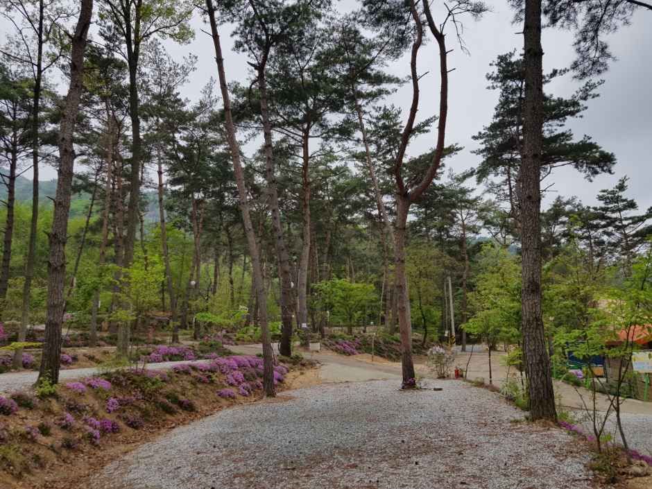 아리솔캠핑장