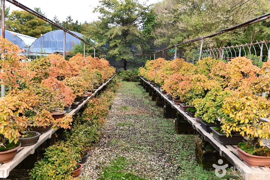 イェソル盆栽園