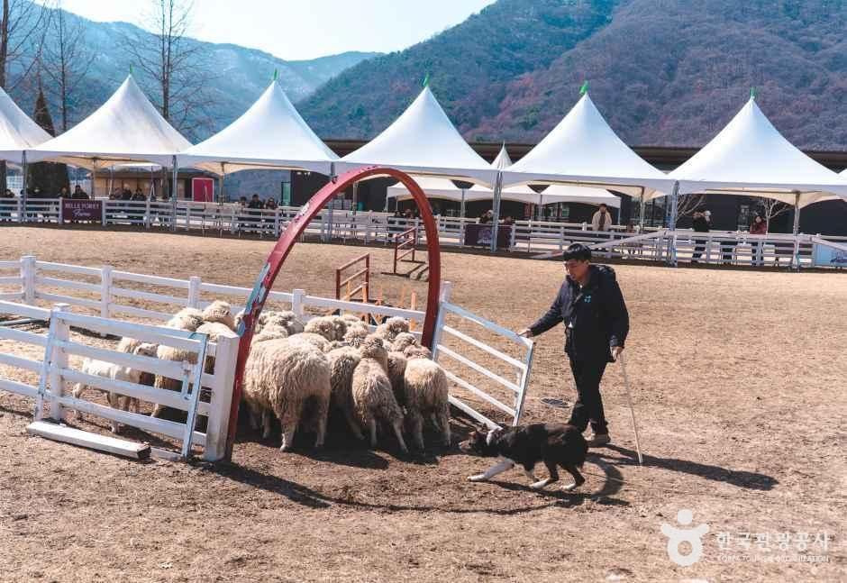 블랙스톤 벨포레 목장