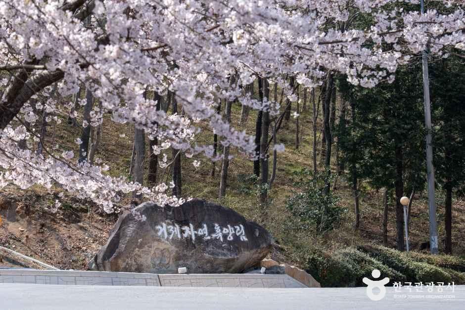 거제자연휴양림