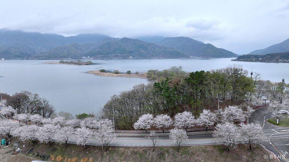 귀여리 벚꽃길