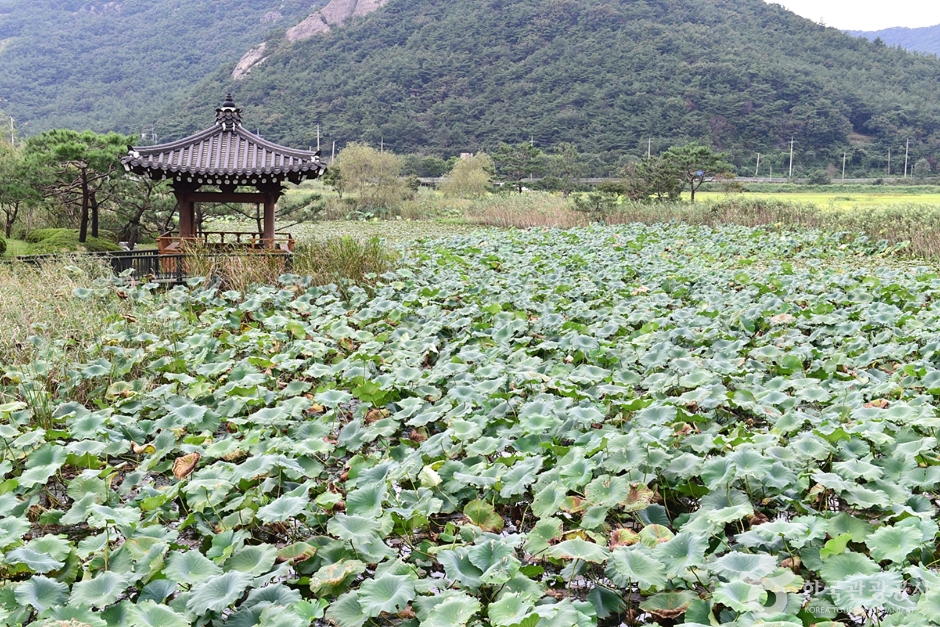 报恩江莲花堤