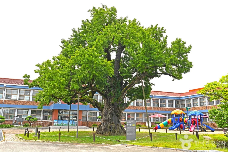 槐山邑内里银杏树