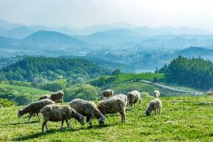Daegwallyeong Sheep Farm image 2