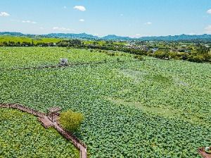 무안 하늘백련마을